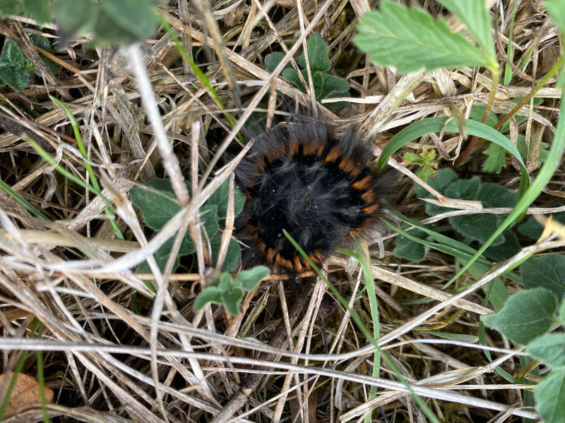 Eine behaarte Raupe des Eichenspinners sitzt zusammengerollt im trockenen Gras und zwischen grünen Blättern. Die Aufnahme zeigt das Tier von oben in seinem n...