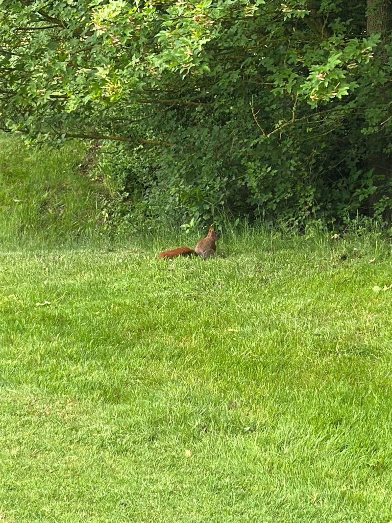 Ein Europäisches Eichhörnchen sitzt auf einer grünen Wiese vor einem dichten Gebüsch. Es blickt aufmerksam in die Umgebung.