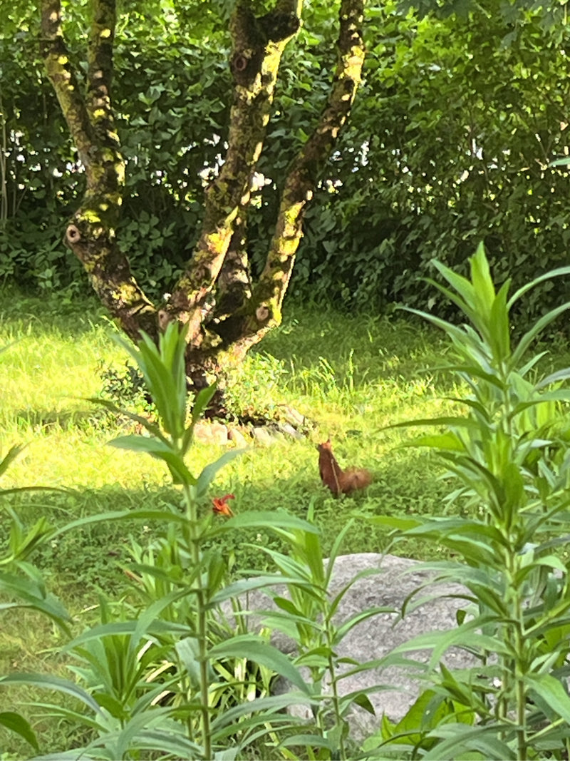 Ein Europäisches Eichhörnchen sitzt auf einer grünen Wiese vor einem großen Baum.