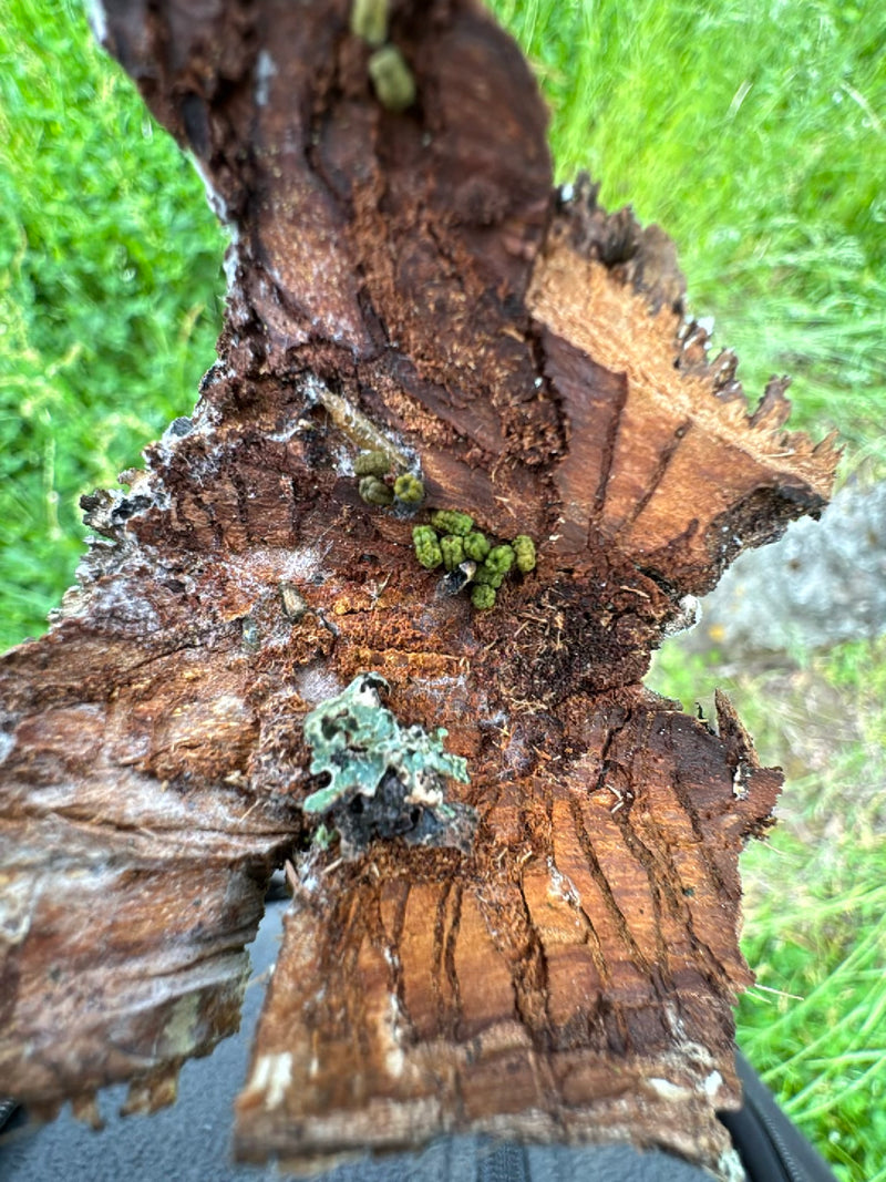 Eigentliche Blasenflechte — Bild 2 von 10