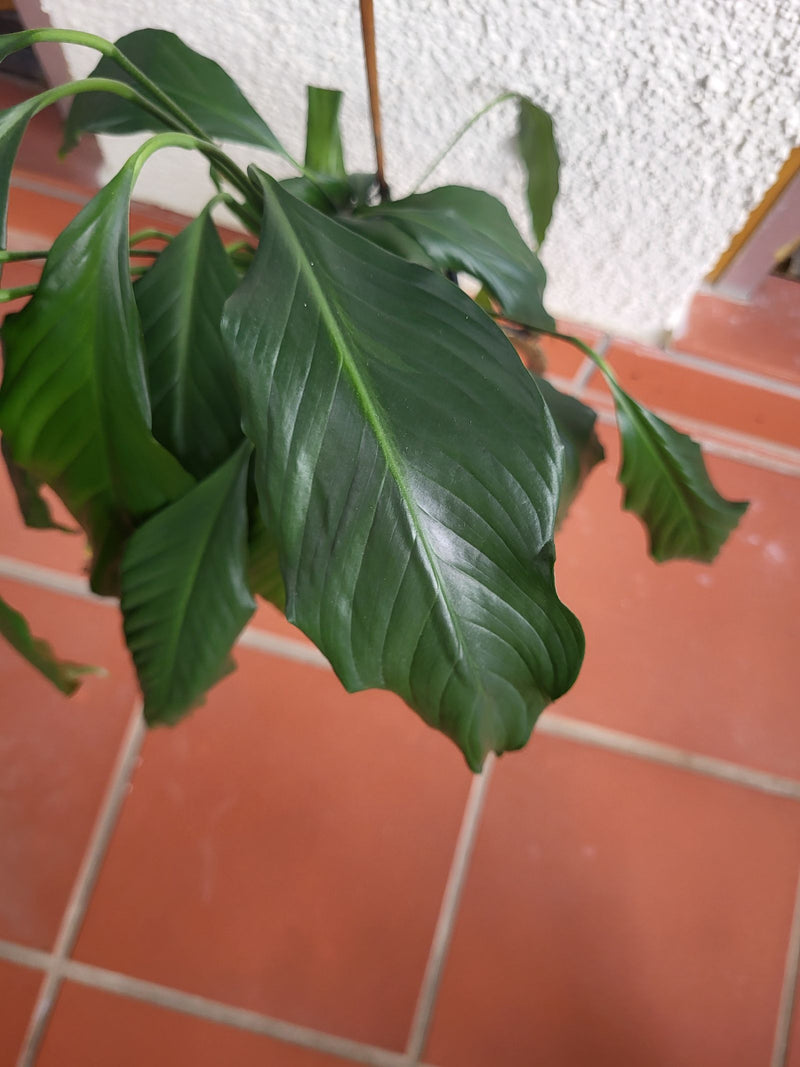 Einblatt — Bild 5