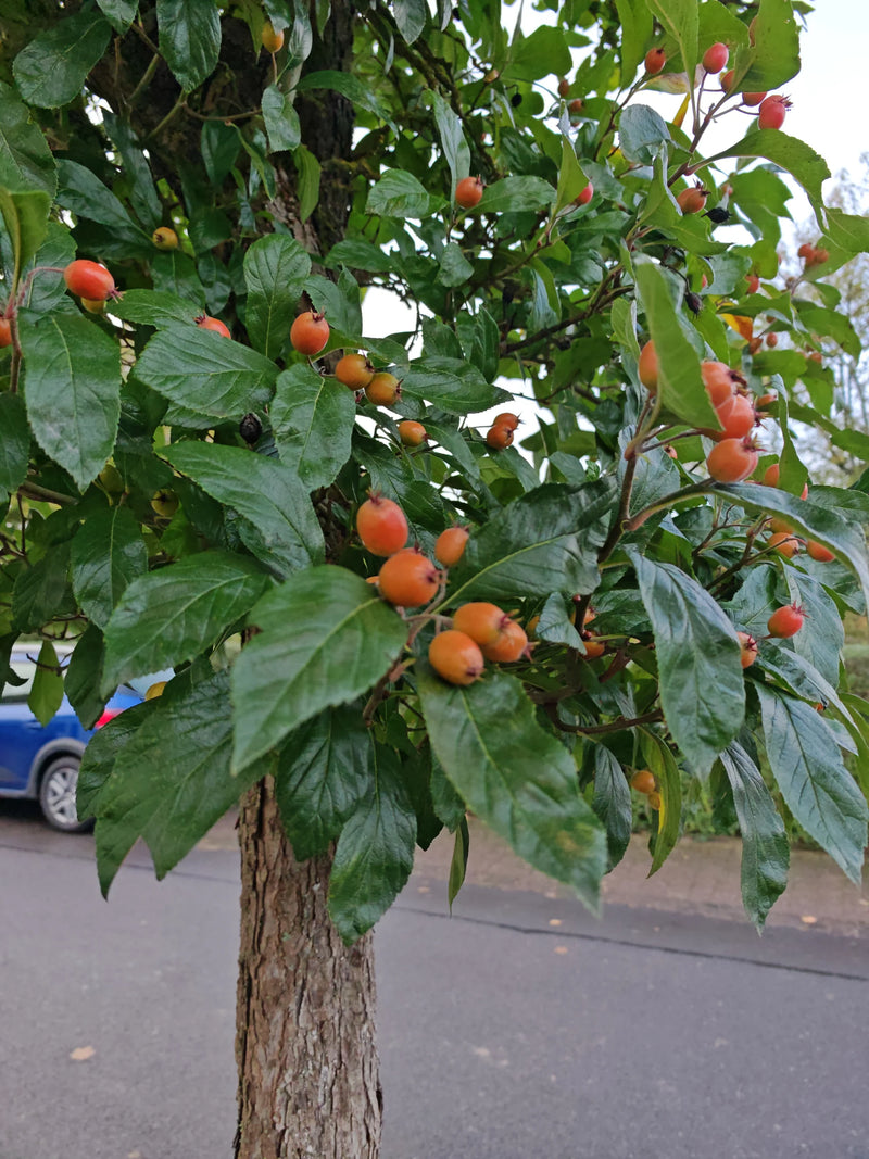 Zweige eines Weißdorns mit glänzend grünen Blättern und reifenden rötlich-orangen Früchten an einem Straßenrand.