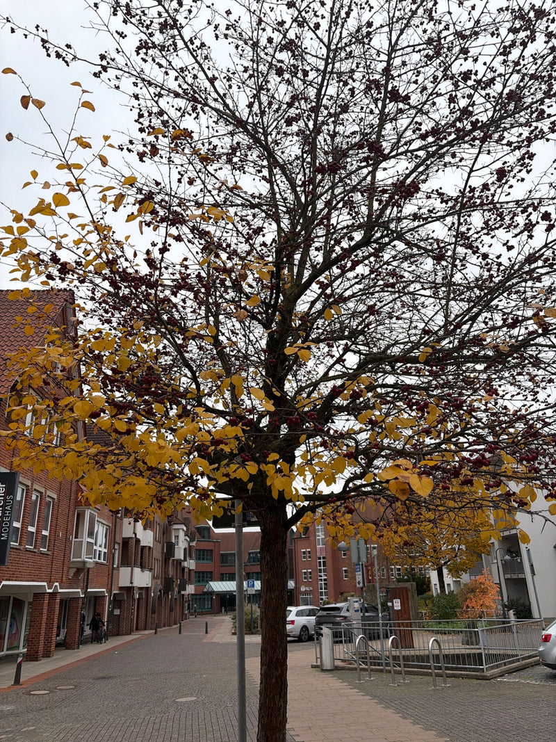 Ein kleiner, städtischer Baum mit gelben Herbstblättern und vielen kleinen roten Früchten steht auf einem gepflasterten Platz vor roten Backsteinhäusern.