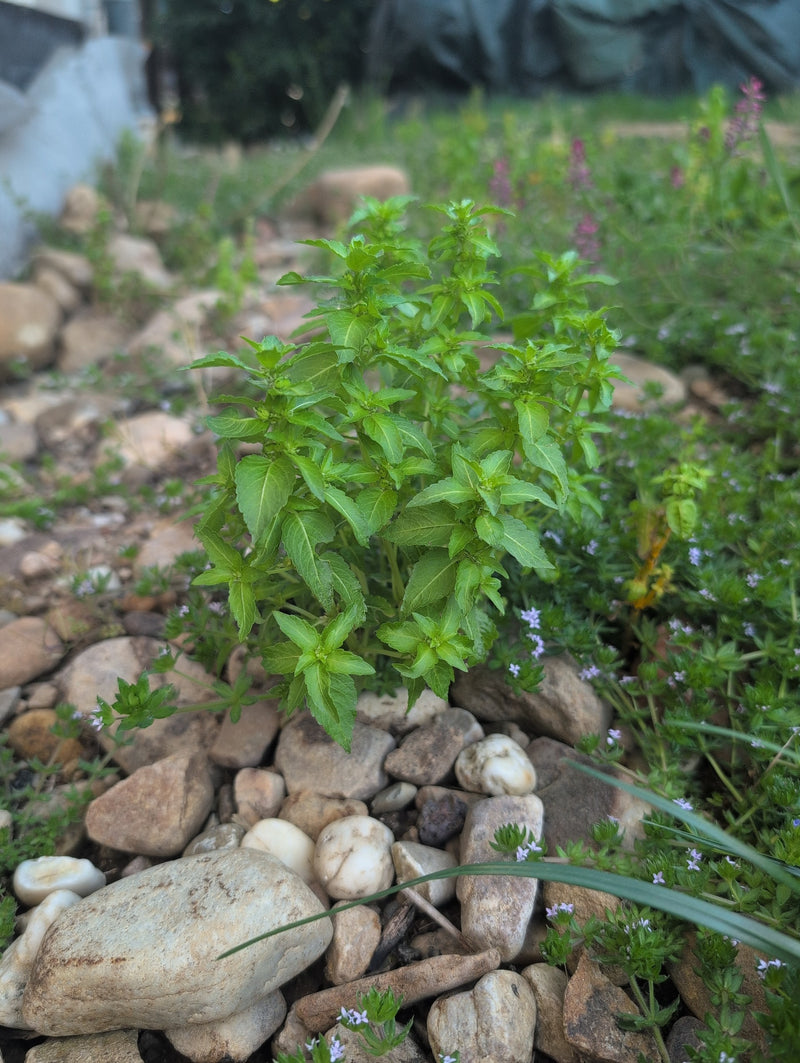 Eine grüne Pflanze des Einjährigen Bingelkrauts wächst auf einem steinigen Boden. Umgeben ist sie von Kieselsteinen und spärlicher Begleitvegetation.