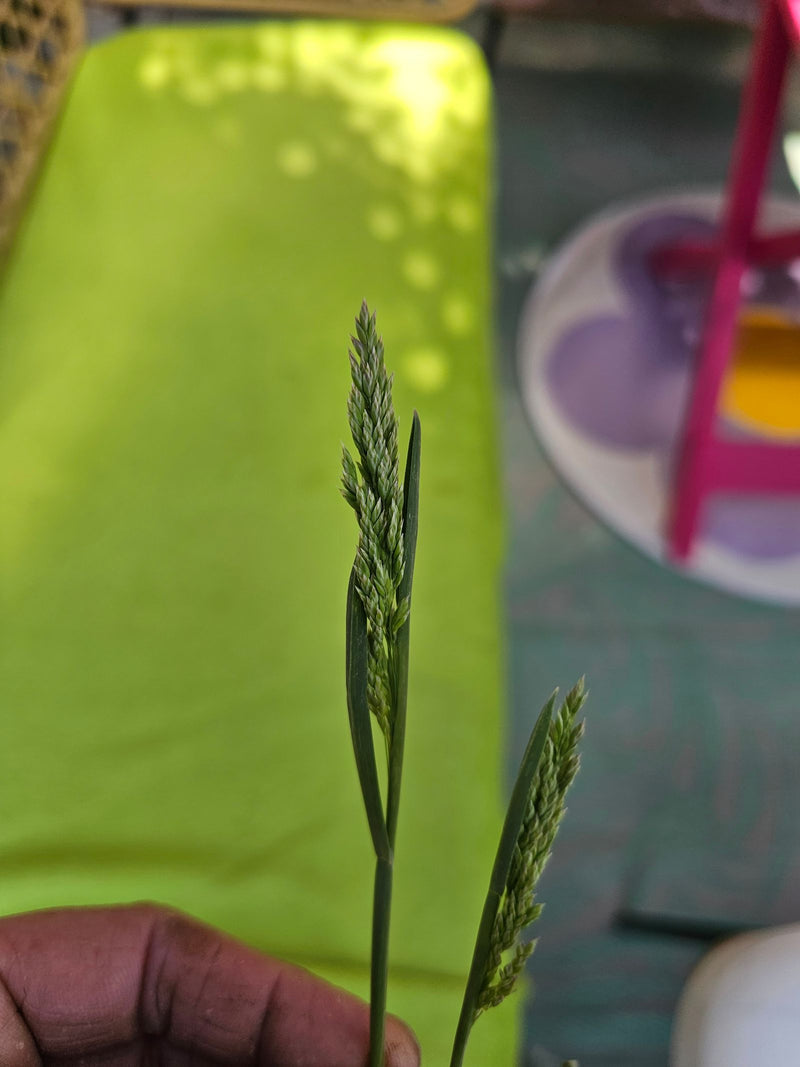 Zu sehen ist der grüne Blütenstand des Einjährigen Rispengrases, gehalten vor einem unscharfen Hintergrund. Die typischen Ähren sind deutlich erkennbar.