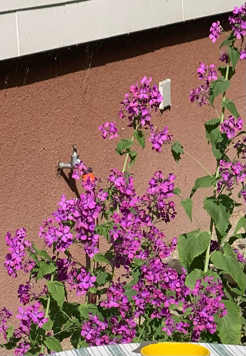 Ein blühendes Silberblatt mit leuchtend violetten Blüten wächst vor einer braunen Hauswand neben einem Wasserhahn.