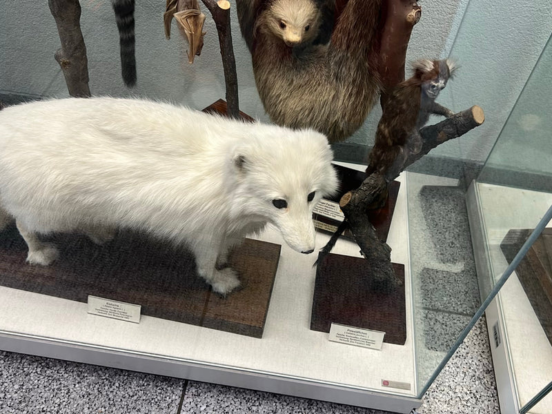 Eisfuchs — Bild 1 von 1