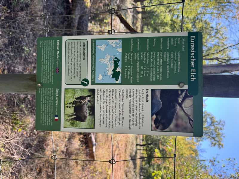 Elch — Bild 2 von 3