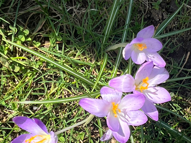 Elfen-Krokus — Bild 2 von 3