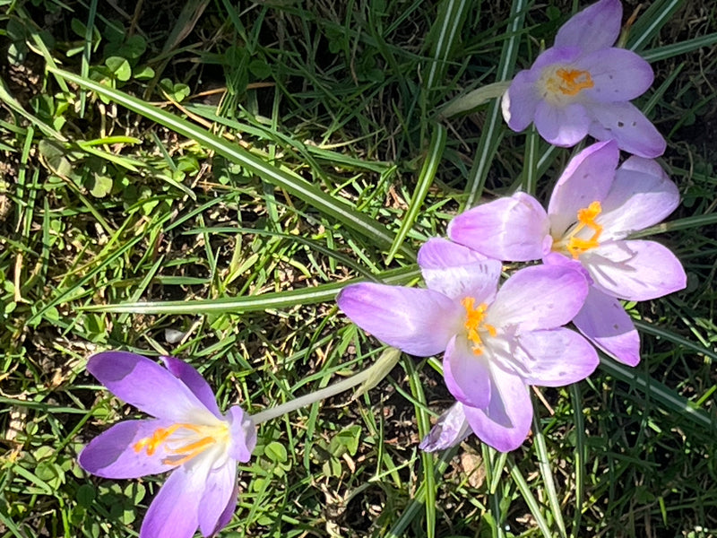 Elfen-Krokus — Bild 1 von 3