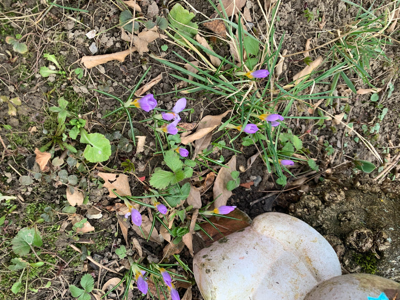 Elfen-Krokus — Bild 3 von 3