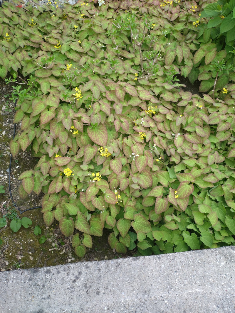 Elfenblumen sind beliebte, wintergrüne bis sommergrüne Stauden für schattige bis halbschattige Gartenbereiche. Sie zeichnen sich durch ihre herzförmigen, oft...