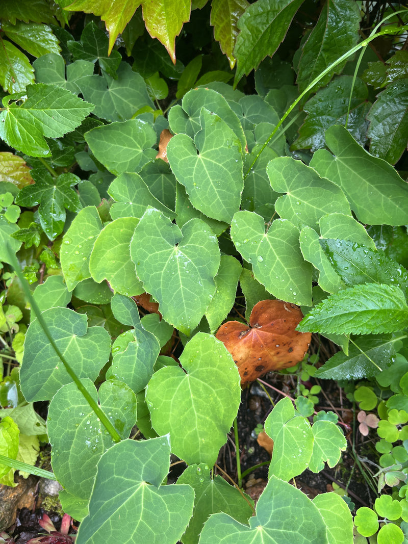 Elfenblume — Bild 3 von 14