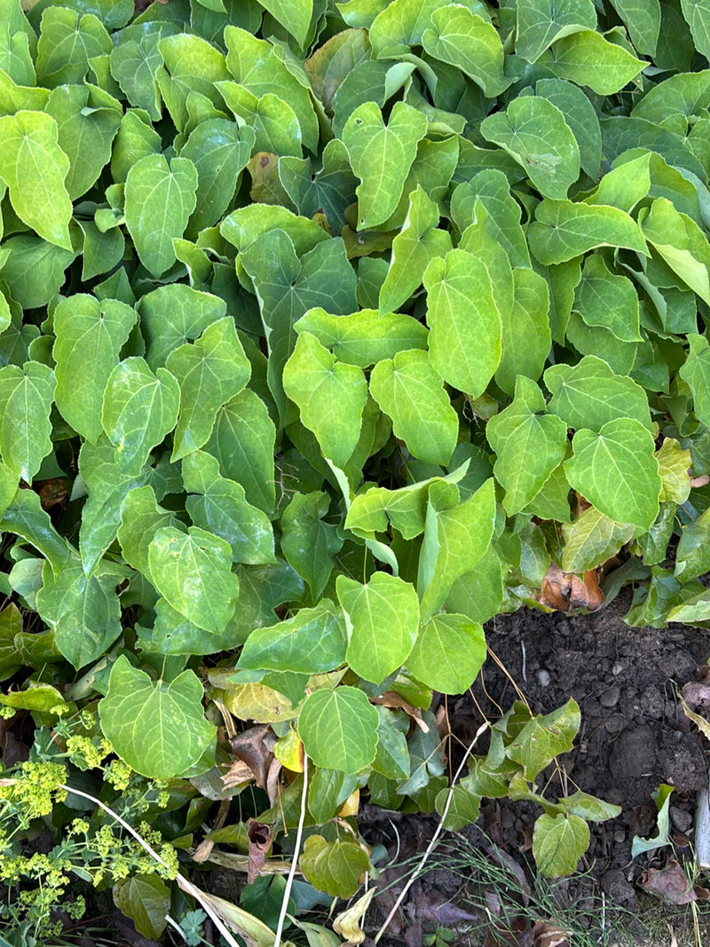 Elfenblume — Bild 1 von 14