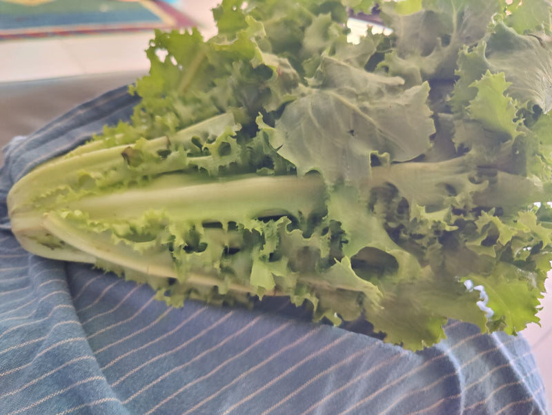 Zu sehen ist ein frischer Endiviensalat mit typisch geschlitzten Blättern. Er liegt auf einem blau-weiß gestreiften Untergrund.