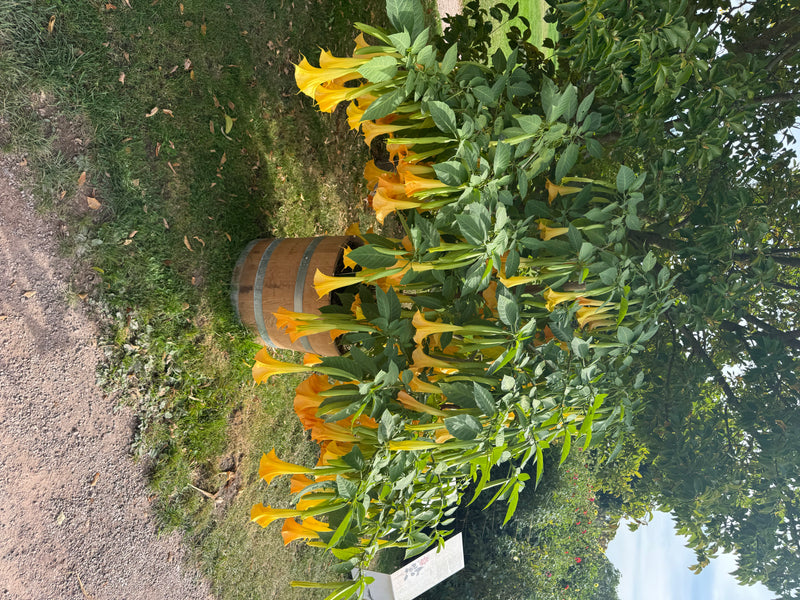 Engelstrompete — Bild 2 von 2