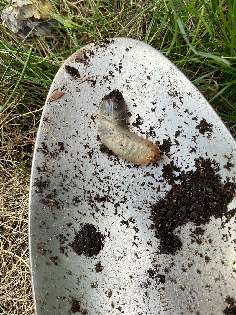 Blatthornkäfer — Bild 3