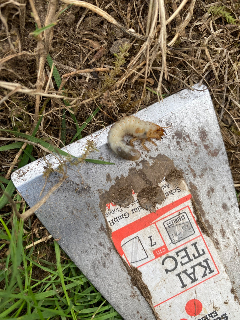 Blatthornkäfer — Bild 5