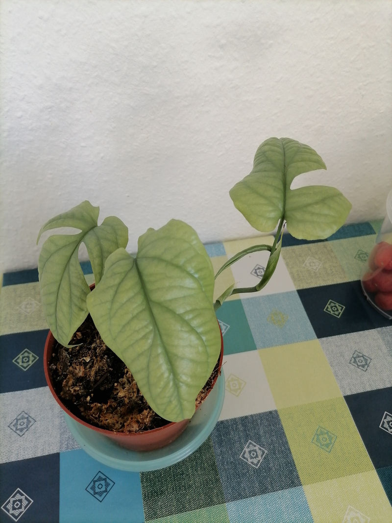Epipremnum pinnatum 'Cebu Blue' — Bild 1 von 9