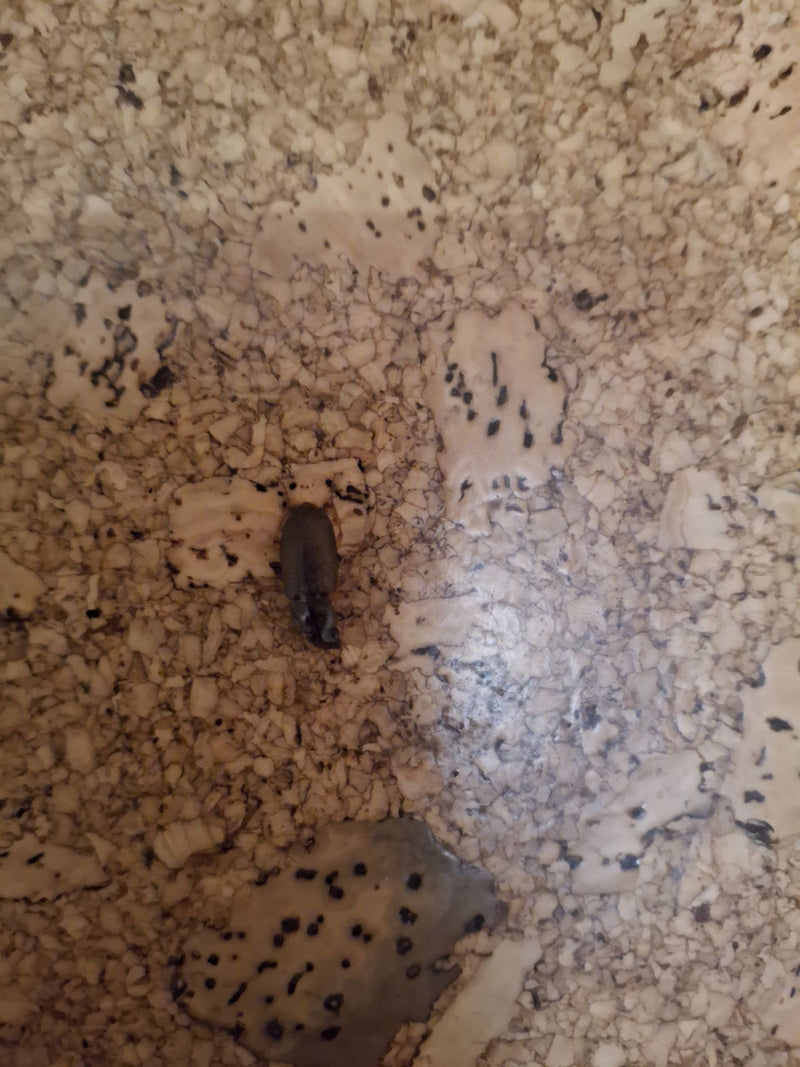 Ein Schnellläufer Käfer sitzt auf einer gemusterten Korkoberfläche. Die Aufnahme zeigt das Insekten von oben in ruhiger Haltung.