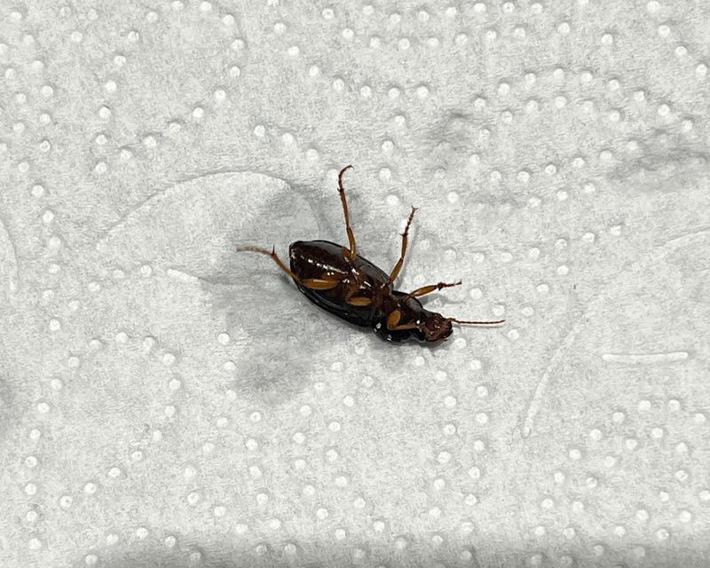 Auf dem Bild ist ein Schnellläufer Käfer zu sehen, der auf dem Rücken auf einer strukturierten Papieroberfläche liegt. Die Unterseite und die Beine des Insek...