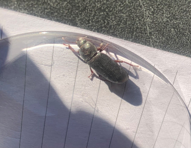 Ein Schnellläufer Käfer sitzt auf linierten Papier unter einer transparenten Abdeckung. Das Insekt ist von oben zu sehen.