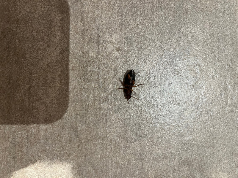 Ein Schnellläufer Käfer liegt auf dem Rücken auf einem hellen Boden. Das Tier ist gut zu erkennen.