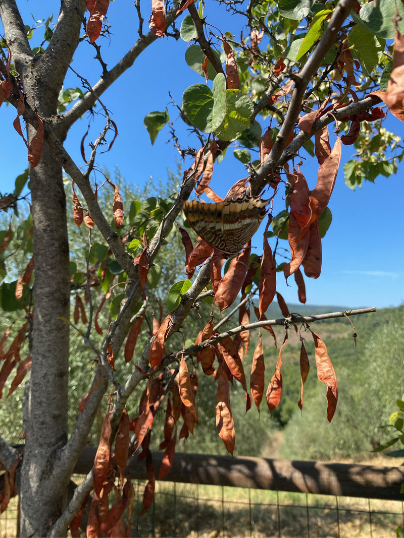 Erdbeerbaumfalter — Bild 2 von 2