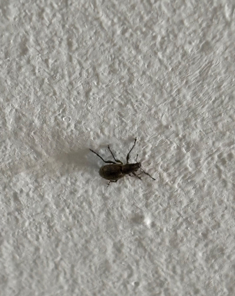 Ein Erdbeerwurzelrüsselkäfer sitzt auf einer strukturierten weißen Wand. Das Insekt ist in einer Nahaufnahme gut zu erkennen.