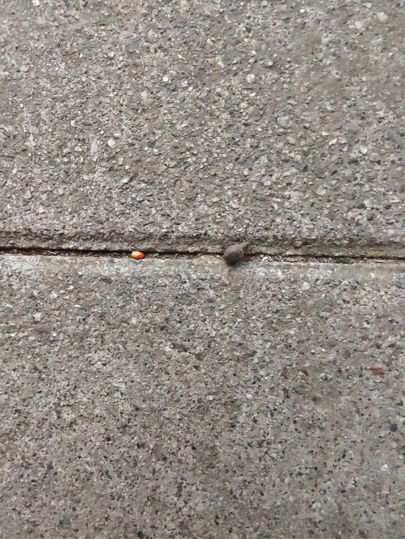 Ein Erdbeerwurzelrüsselkäfer sitzt auf einer grauen Steinplatte. Die Aufnahme zeigt das Insekt von oben in seiner natürlichen Umgebung.