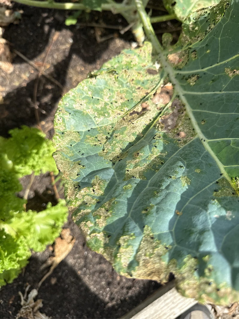 Erdfloh (Gattung Phyllotreta) — Bild 5 von 8