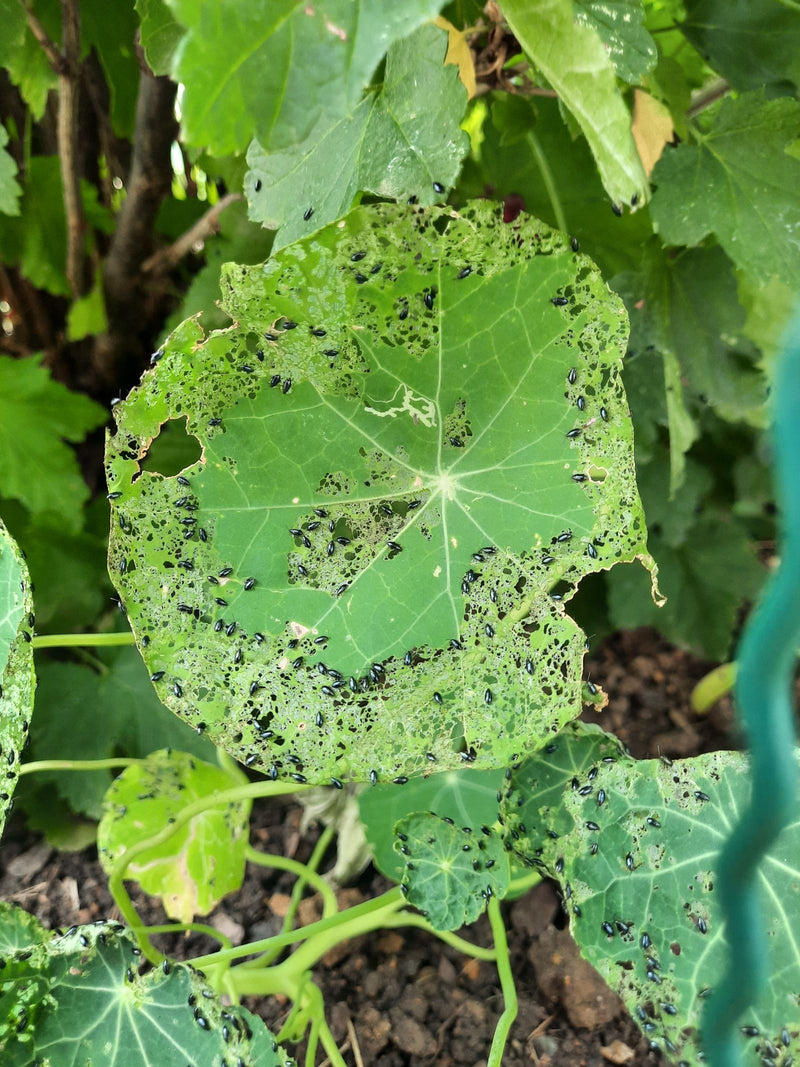 Erdfloh (Gattung Phyllotreta) — Bild 3 von 8
