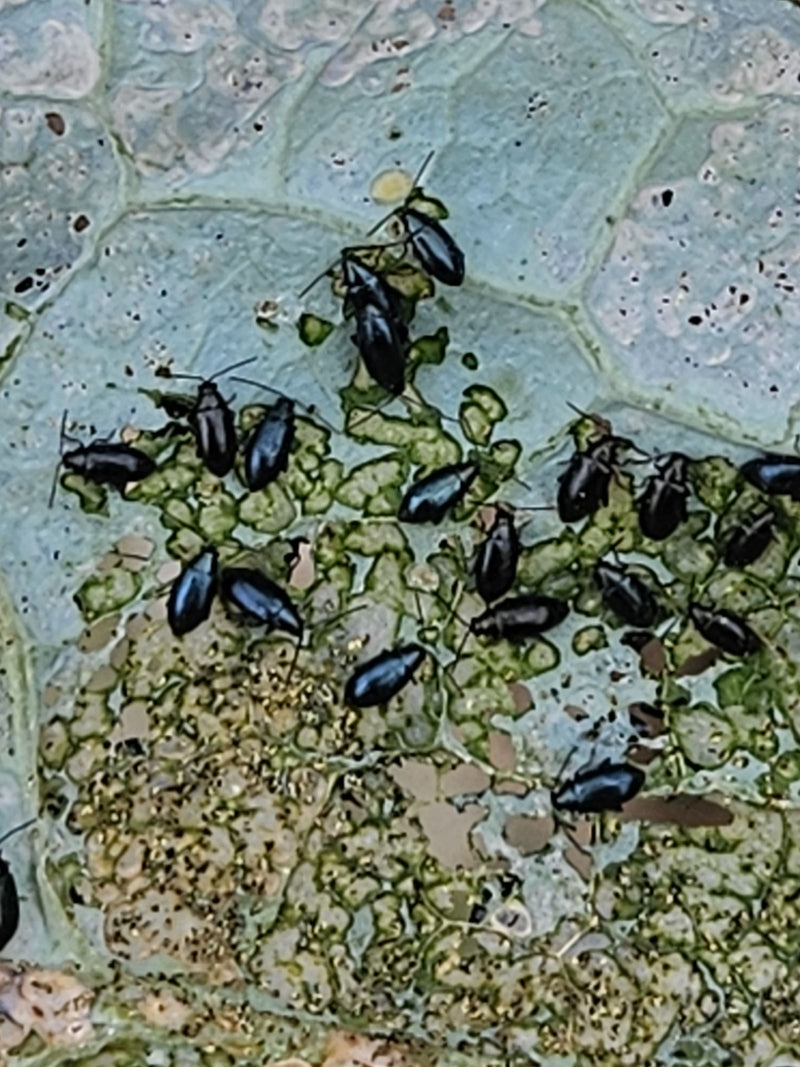 Erdfloh (Gattung Phyllotreta) — Bild 1 von 8