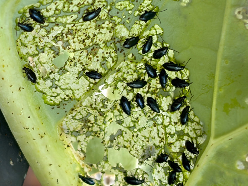 Erdfloh (Gattung Phyllotreta) — Bild 2 von 8