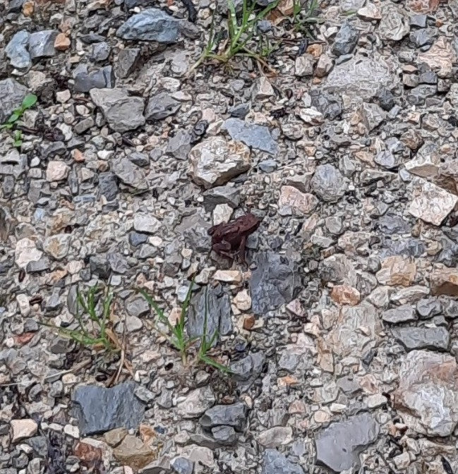 Eine Erdkröte sitzt auf einem steinigen Untergrund. Sie ist durch ihre dunkle Färbung gut getarnt.