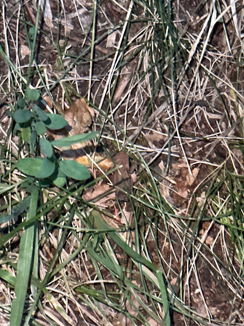 Eine Erdkröte sitzt gut getarnt im trockenen Gras und Laub am Boden. Sie verhält sich ruhig und ist aufgrund ihrer Farbe kaum zu erkennen.