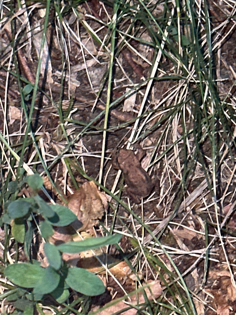 Eine Erdkröte sitzt gut getarnt auf dem von Gras und Laub bedeckten Boden. Sie verharrt regungslos in ihrer Umgebung.