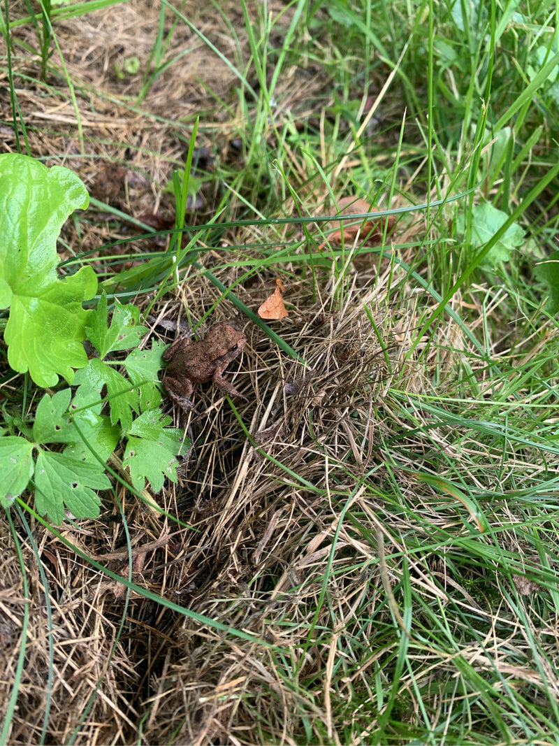 Eine Erdkröte sitzt inmitten von grünem Gras und trockenem Laub auf dem Boden. Die Perspektive von oben zeigt das Tier in seiner natürlichen Umgebung.