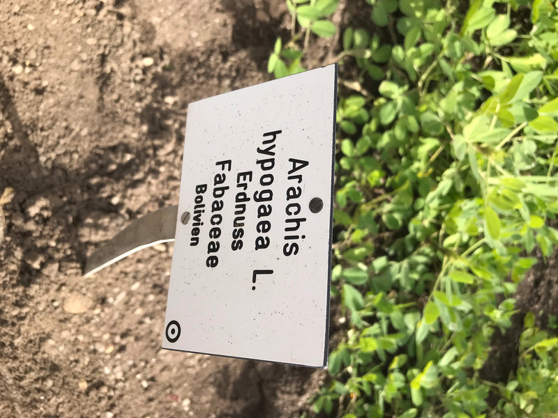 Erdnuss — Bild 1 von 9
