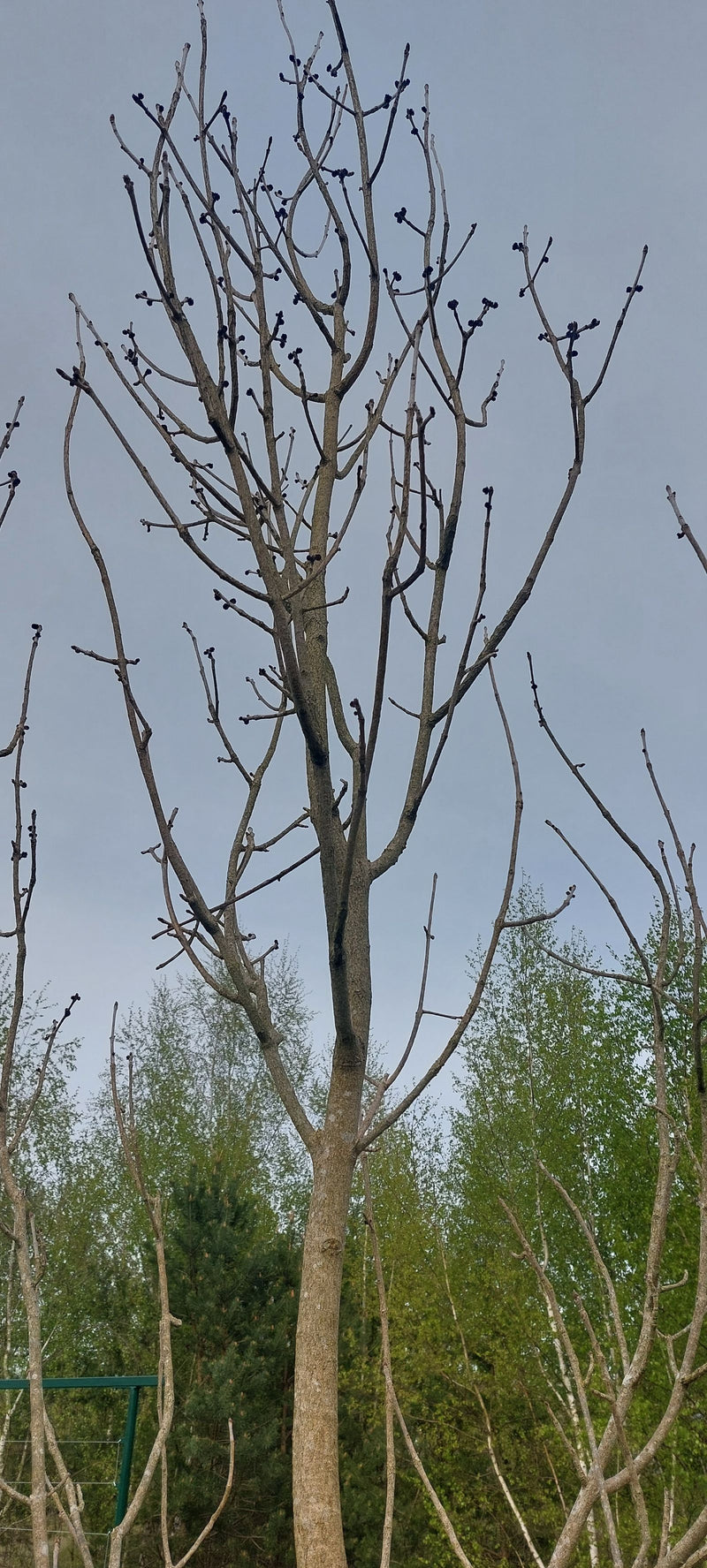 Zu sehen ist eine Gemeine Esche im unbelaubten Zustand vor einem grauen Himmel. Die charakteristischen schwarzen Knospen und die verzweigten Äste sind gut zu...