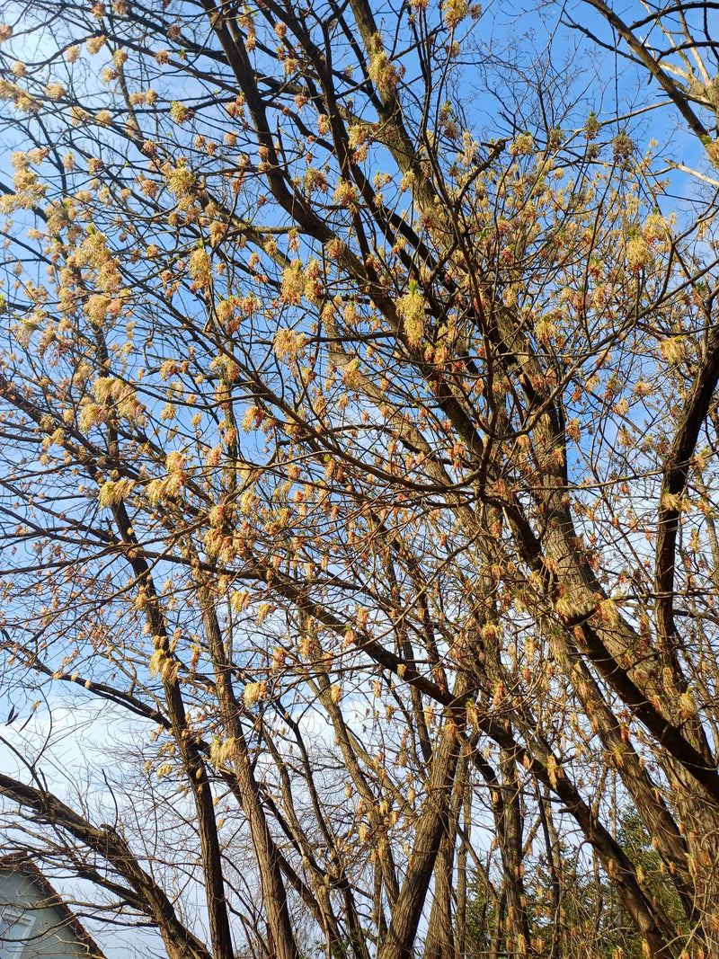 Zu sehen ist die Krone eines Eschen-Ahorns mit zahlreichen hängenden Blütenständen vor einem blauen Himmel. Die Aufnahme zeigt den blühenden Baum aus der Fro...