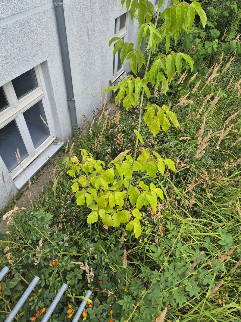 Zu sehen ist ein junger Eschen-Ahorn mit typischen gefiederten Blättern. Er wächst vor einer hellen Hauswand inmitten von Gras und anderen Pflanzen.