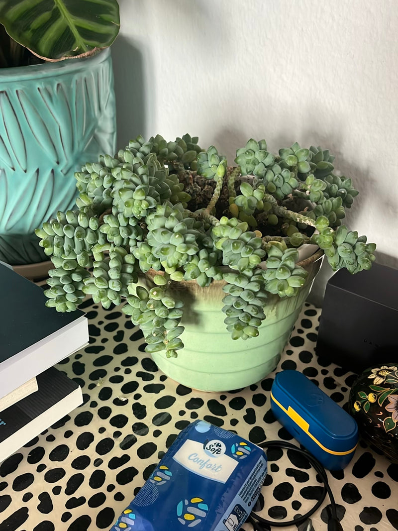 Zu sehen ist ein Eselsschwanz mit typischen, fleischigen Blättern in einem grünen Blumentopf. Die Pflanze steht in einem Innenraum auf einer gemusterten Ober...