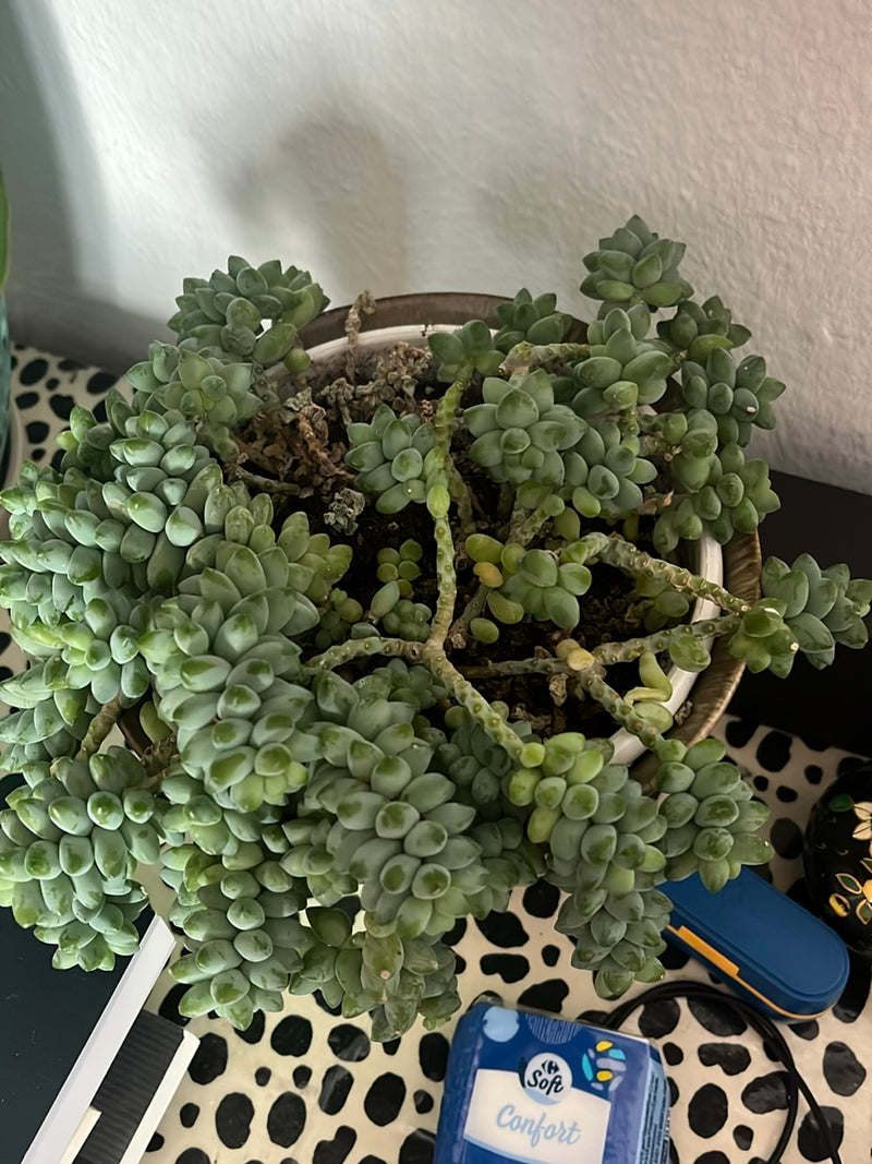 Zu sehen ist ein Eselsschwanz mit charakteristischen, fleischigen Blättern in einem Blumentopf von oben. Die Pflanze wächst in Zimmerkultur.