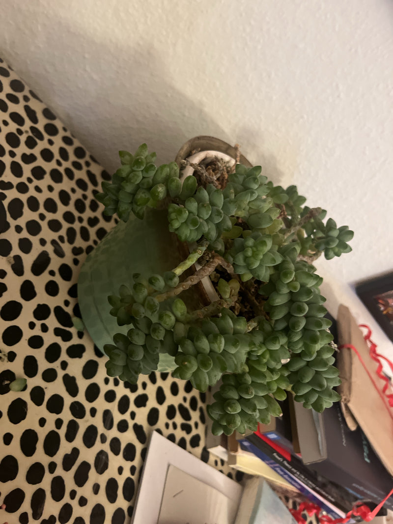 Das Foto zeigt einen Eselsschwanz in einem Blumentopf von oben. Die fleischigen, dicht beblätterten Triebe hängen leicht über den Rand des Gefäßes.