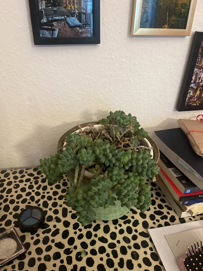 Zu sehen ist ein Eselsschwanz in einem Blumentopf, der auf einem gemusterten Tisch steht. Die fleischigen, hängenden Triebe der Sukkulente sind deutlich erke...