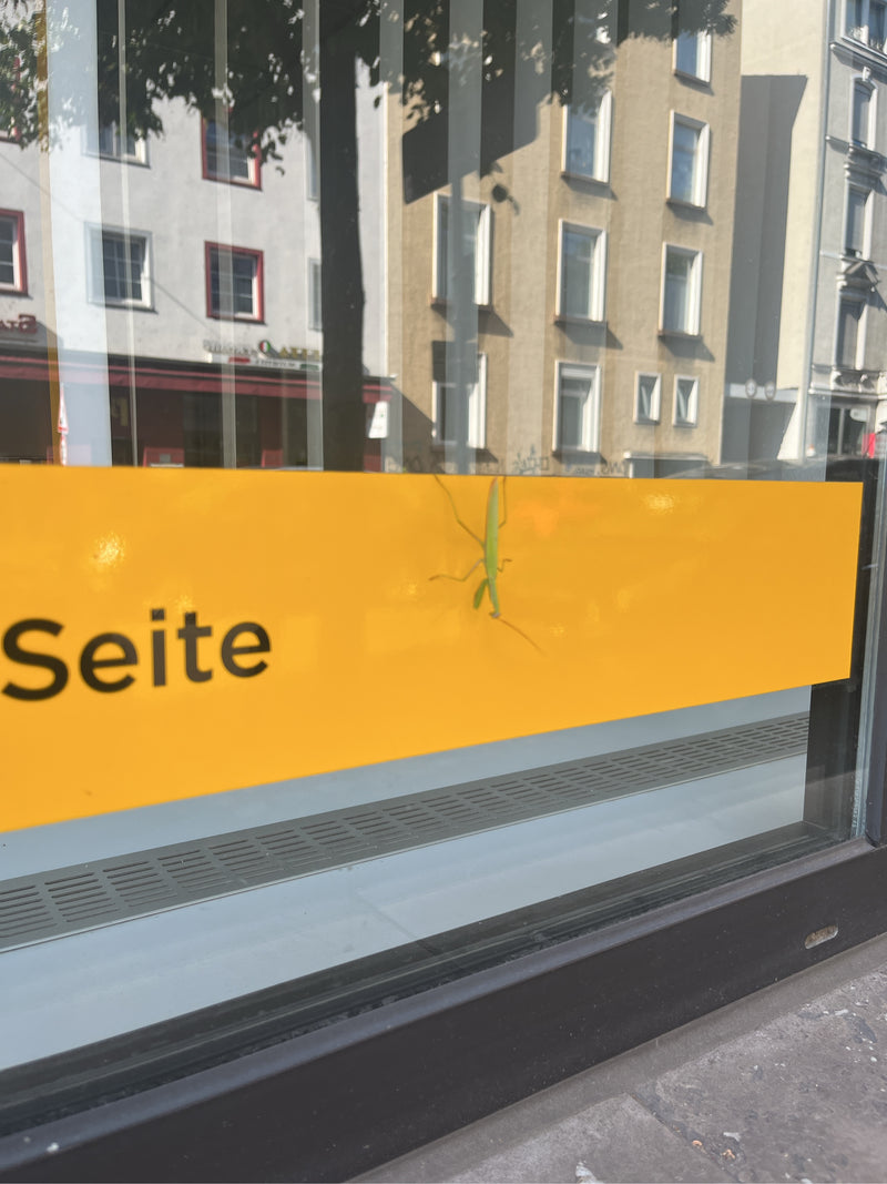 Eine Europäische Gottesanbeterin sitzt auf einem gelben Streifen an einer Glasscheibe. Im Hintergrund ist eine städtische Architektur zu erkennen.