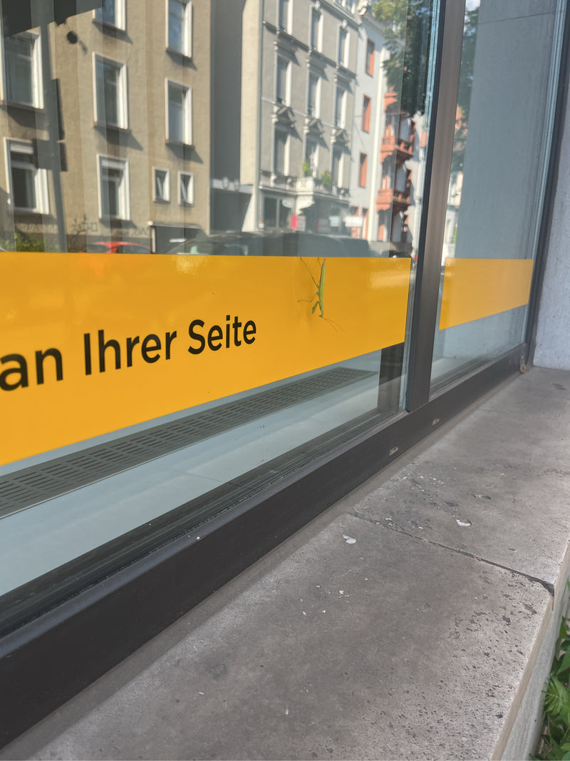 Eine Europäische Gottesanbeterin sitzt auf einem gelben Aufkleber an einer Glasscheibe. Im Hintergrund ist eine städtische Architektur zu erkennen.