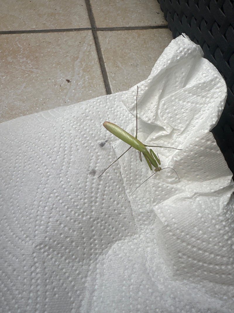 Eine grüne Europäische Gottesanbeterin sitzt auf einem weißen Papiertuch. Sie ist von oben gut zu erkennen.