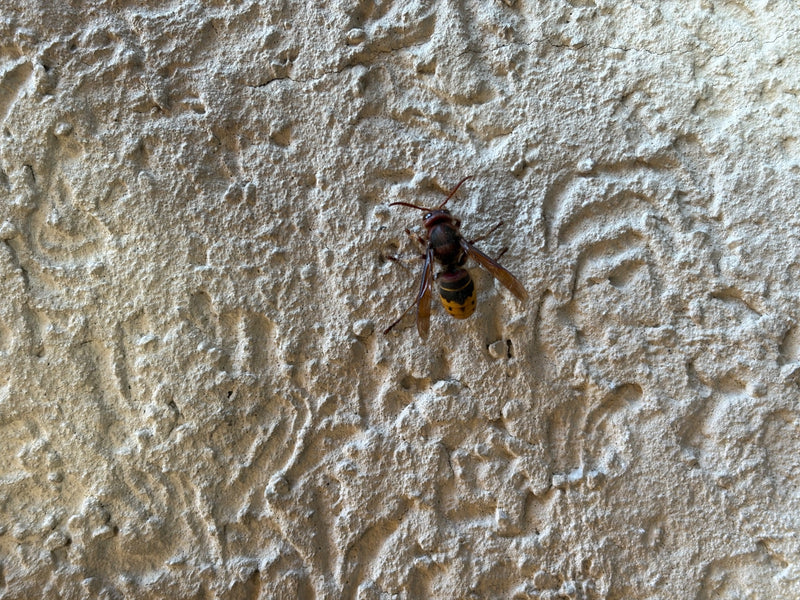 Eine Hornisse sitzt ruhig auf einer rauen, hellen Hauswand. Ihre typische rotbraune und gelb-schwarze Färbung ist gut zu erkennen.